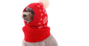 Kuoser Dog Winter Hat