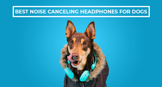6 Best Noise Canceling Headphones for Dogs in 2024