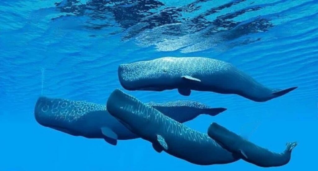 Sperm Whales
