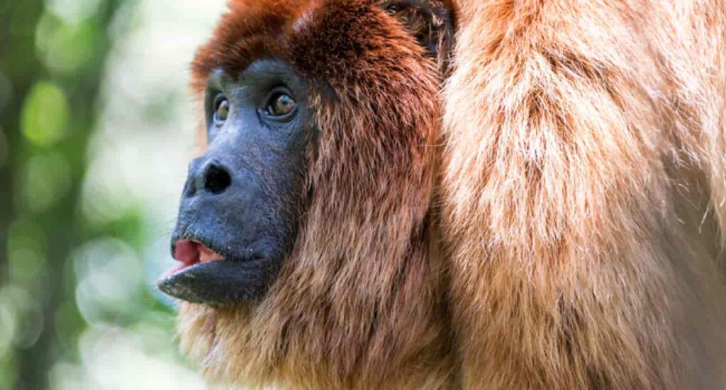 Howler monkeys